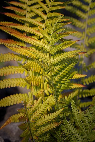 Fern by Rob Boon