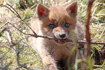 Jonge vos, baby fox van Yvonne Steenbergen
