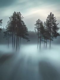 Mist in het bos van haroulita