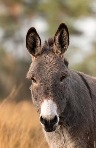 Een ezel portret op de heide in een natuurgebied in België