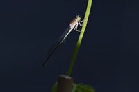 Libelle