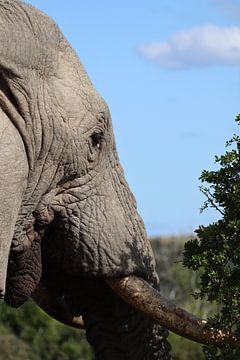 ADDO Elefant Südafrika von Photo by Cities