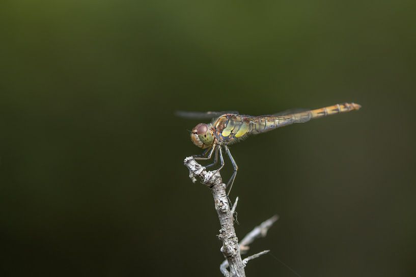 Heidelibel by Steffie van der Putten