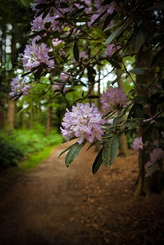Les couleurs de la forêt au printemps