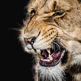 Rrrrraw von Art by Jeronimo