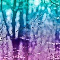 Colourfull winter