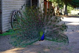 Ein Pfau zeigt sein Gefieder von Frank's Awesome Travels