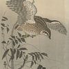 Ohara Koson - Caille à croissant de lune (édité) sur Peter Balan