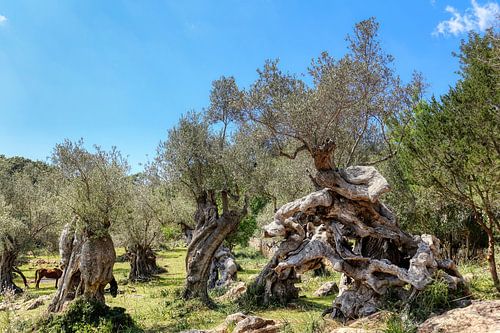 Olijfgaard Muleta schiereiland (Mallorca)