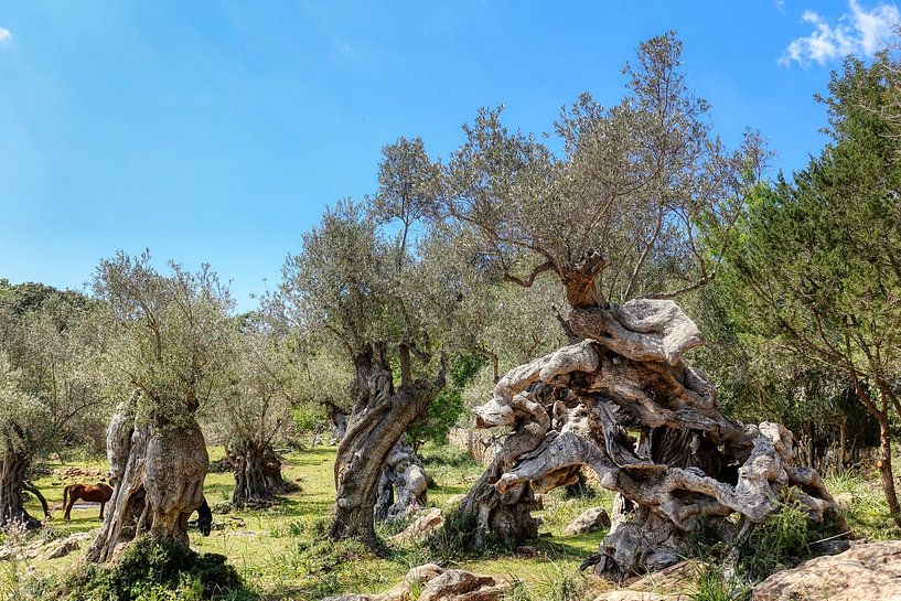 Olivenhain Muleta-Halbinsel (Mallorca) von Peter Balan
