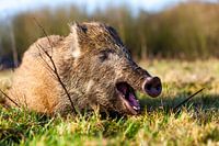 wild boar