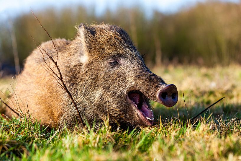 Wildschwein von Marcel Derweduwen