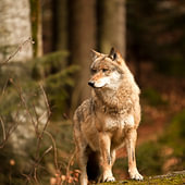 Wolf