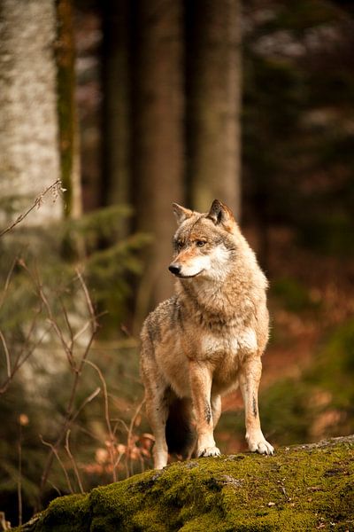 Wolf par Babs Boelens