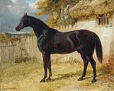 Schwarzes Pferd von Antonije Lazovic Miniaturansicht