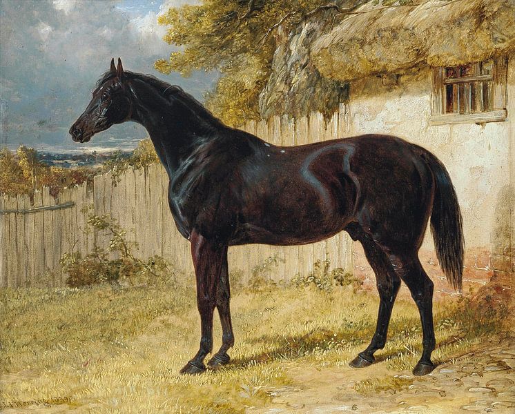 Black Horse van Antonije Lazovic