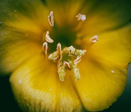 Blume von Astrid de Sonnaville