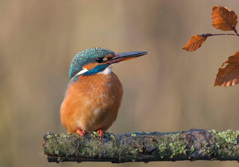 Kingfisher in autumn by Ans Bastiaanssen