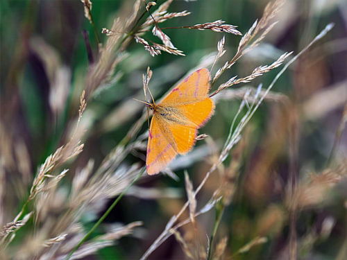 Oranger Falter im Gras