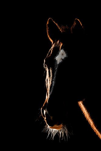 Paard In Vurig Contour Gevangen Tegen Zwart