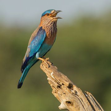 Indische Scharrelaar van Lex van Doorn