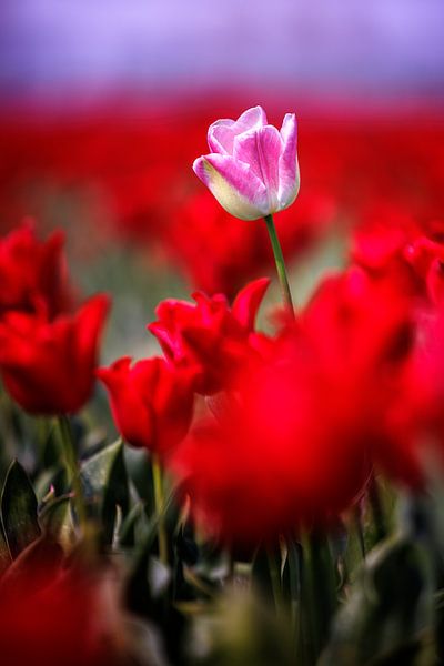 Zeeuwse tulpen op Goeree-Overflakkee van Rob van der Teen