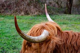 Scottish Highlanders "Horns"