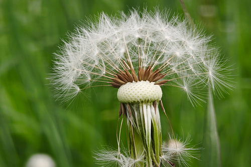 Filigrane Schirmchen einer Pusteblume