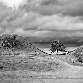 Der Robin Hood Baum von Markus Keller