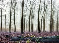 Forêt par un jour d'automne brumeux
