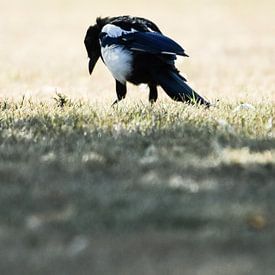 bird von melissa demeunier