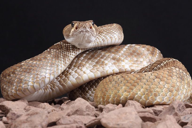 Red Diamond Rattlesnake (Crotlus ruber) by Ronald Pol