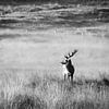 Edelhert van Saranda in t Veld Fotografie