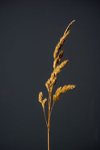 Zaadpluim grijs