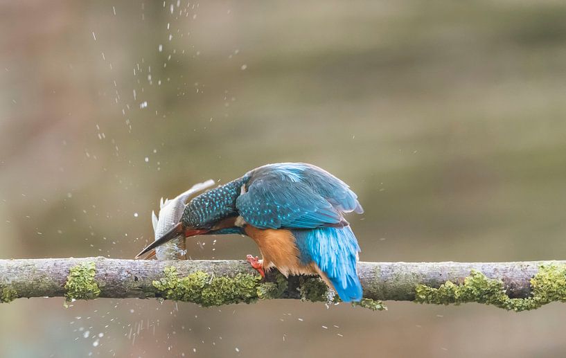 Kingfisher has a prey by Ans Bastiaanssen