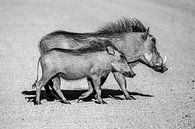 So werde ich sein - Wildschwein. von Sharing Wildlife Miniaturansicht