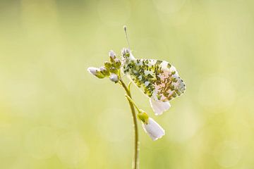 Schmetterling von Hilde Kuiling-Walters