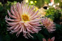 Miracle flower