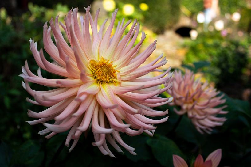 Miracle flower by Chris Smid