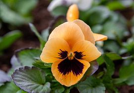 Close-up of a yellow black violet by Bert van Emmerloot