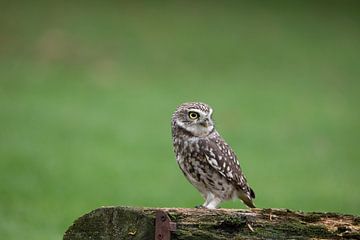 Athene noctua – Steenuil van Tanja van Beuningen