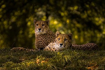 Couple de guépards sur Sake van Pelt