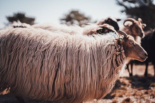 Drenthe Heath Sheep