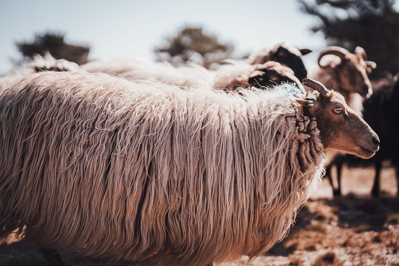 Drenthe Heath Sheep by Steffanie Schuster