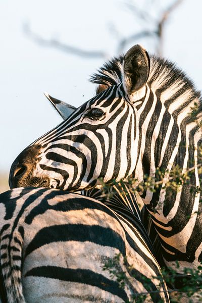 Zèbres dans la lumière du matin - Parc Kruger Afrique du Sud par Suzanne Spijkers