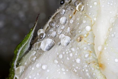 Waterdrops