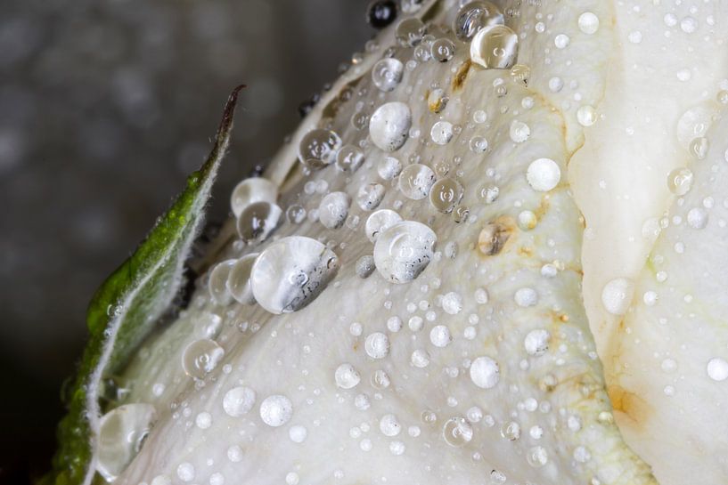 Waterdrops by Nildo Scoop