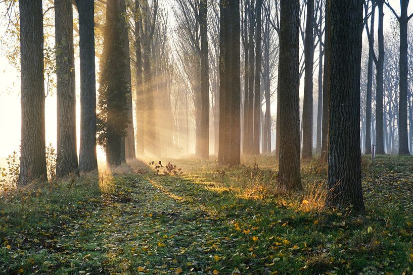Sonnenaufgang und die aufgetauten Dämpfe der ersten warmen Sonnenstrahlen. von Rudi Everaert