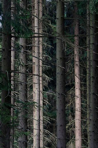 pine trunks