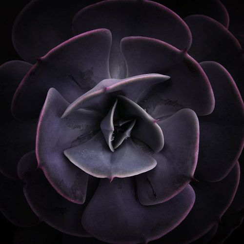 DARKSIDE OF SUCCULENTS VIII